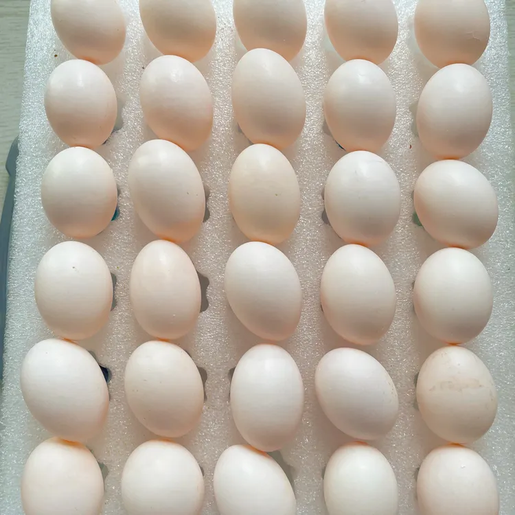 【顺丰包邮】农家杂粮喂养鸽子蛋当天现捡（60枚）单枚19～22克