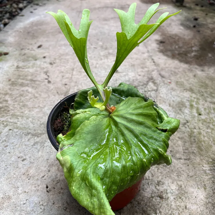 亚猴鹿角蕨15厘米花盆