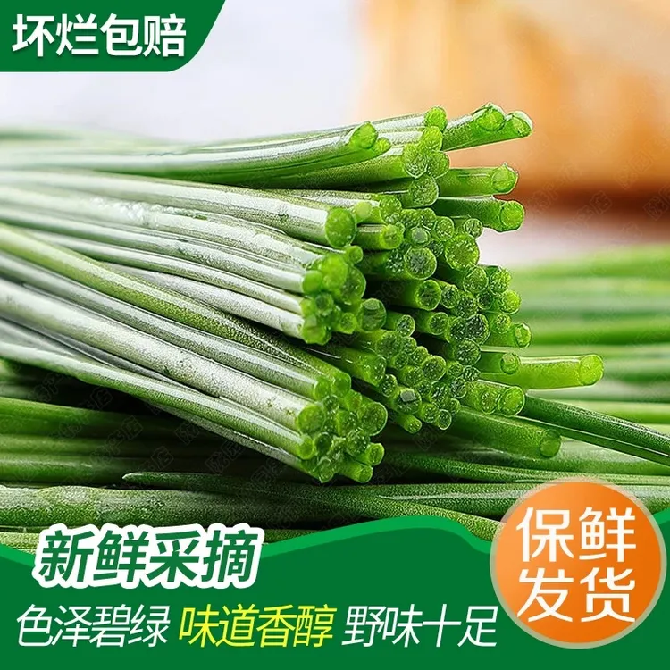 甘肃沙葱蒙古韭新鲜农家自种现摘先发不泡药脆嫩爽口【顺丰包邮】