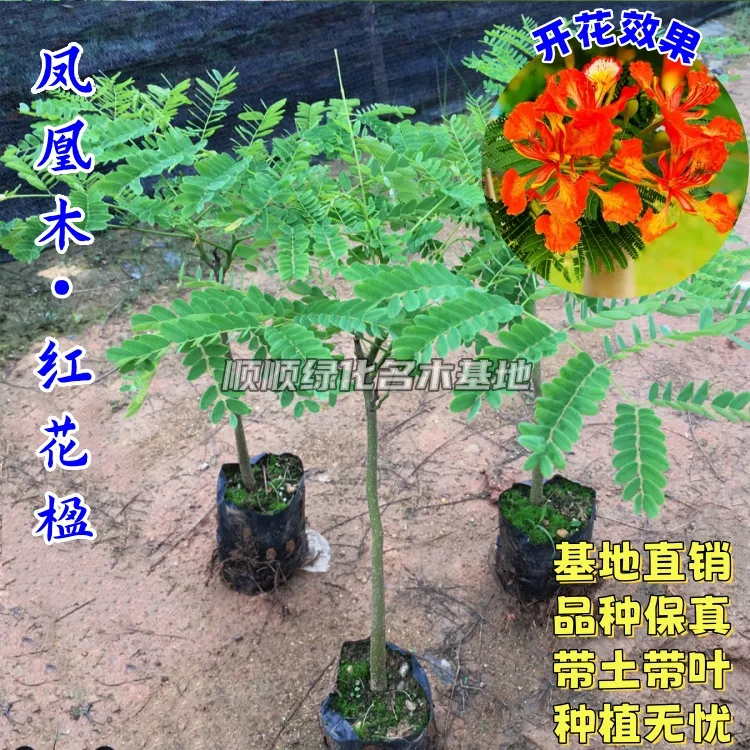 凤凰木苗 红花楹苗 夏季开花 庭院 盆栽地栽 毕业树 带土带叶发货