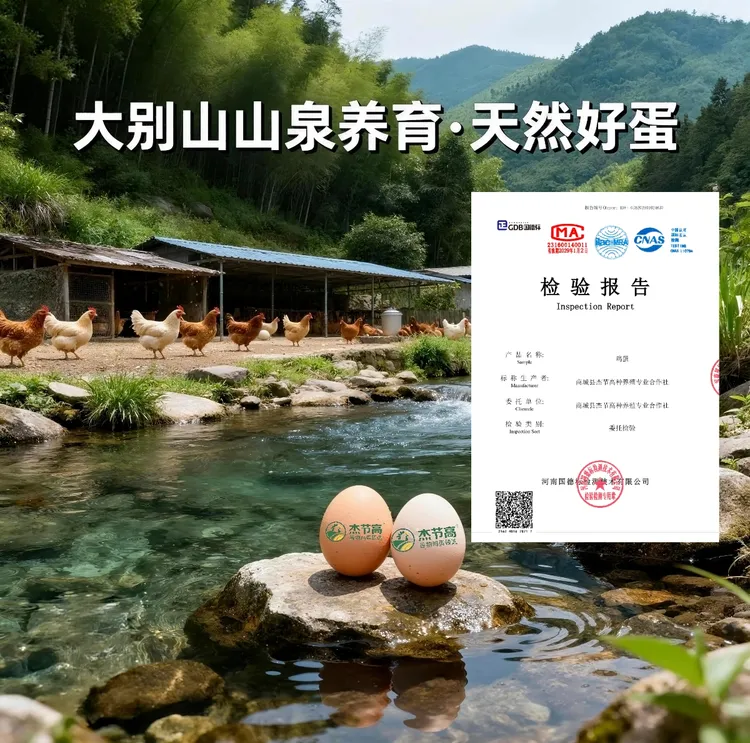 【杰节高臻选】无菌无抗可生食鲜鸡蛋 山泉水 中草药和谷物喂养 