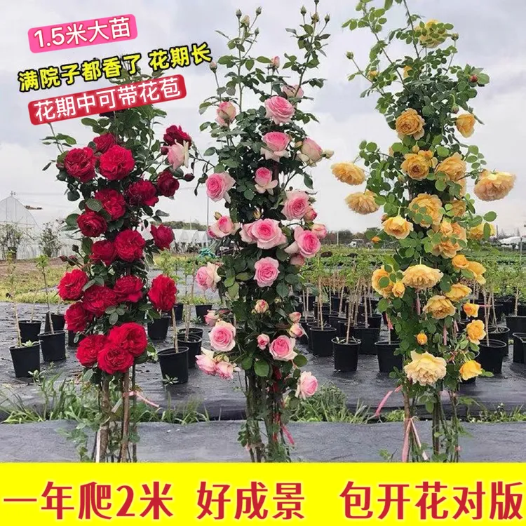 藤本四季花期带花开花大花浓香阳台庭院拱门花墙包对版室外阳台