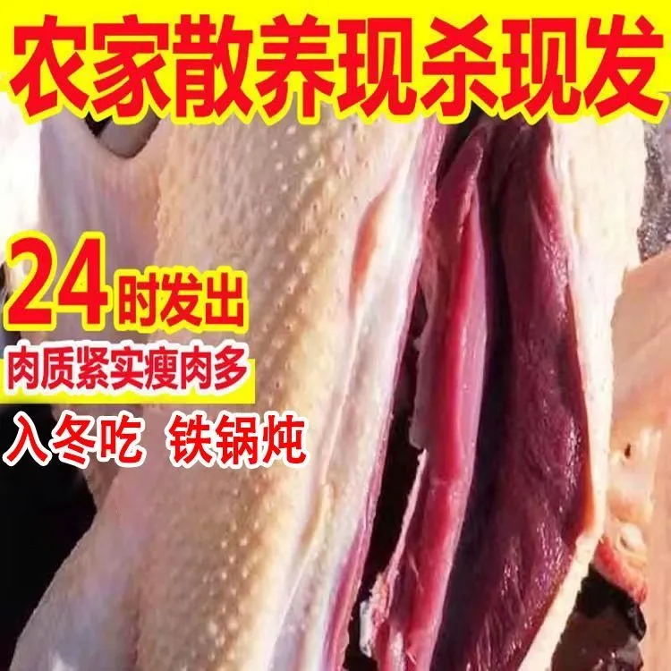 双12大促【顺丰包邮】新鲜宰杀散养大雁鹅净重4.7-5斤带掌、翅、心肝