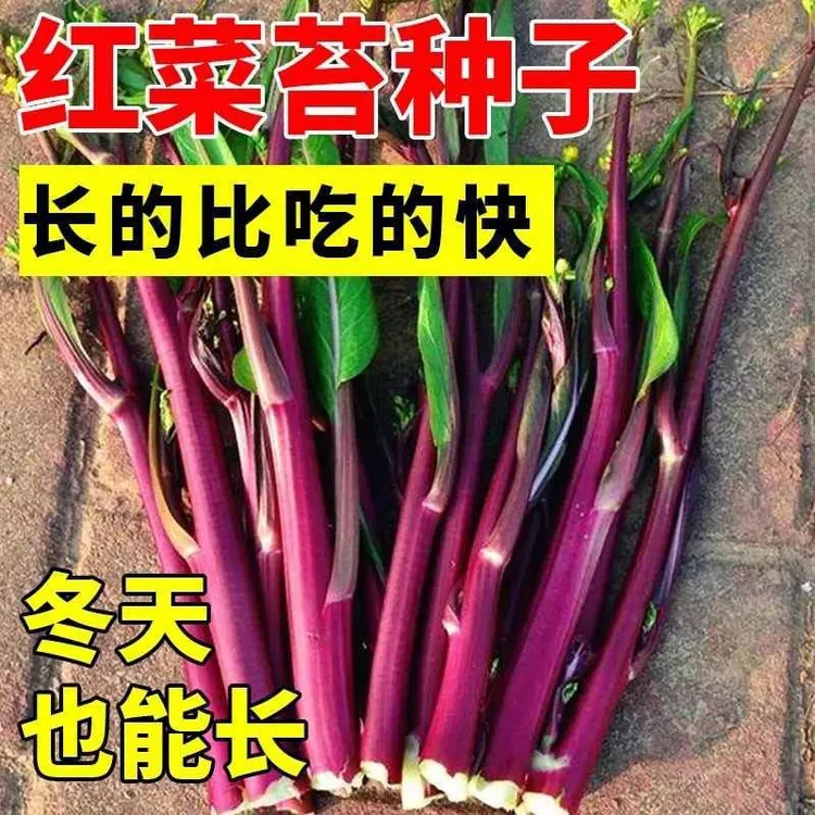 正宗红菜苔种子红菜心紫菜油菜心湖北红菜苔十月红菜苔洪山菜苔籽