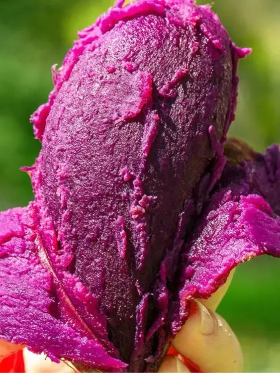 湖北新鲜沙地紫薯香甜粉糯当季蔬菜农家自种现挖
