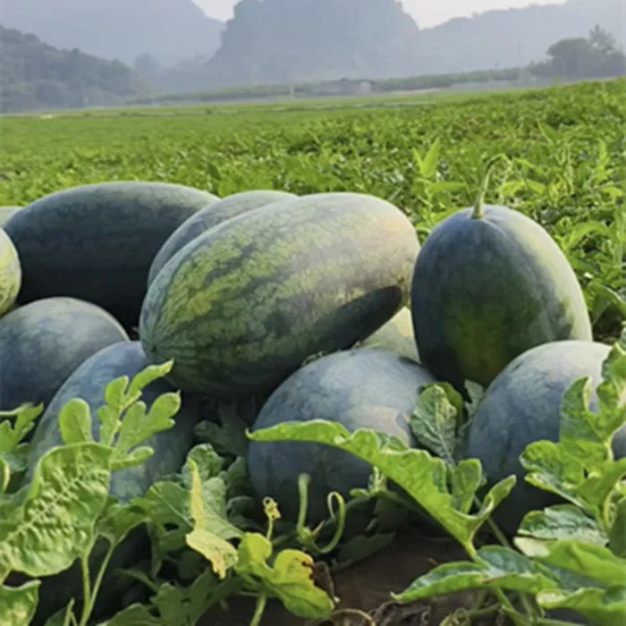 越南黑美人超甜薄皮西瓜应季孕妇水果整箱有籽新鲜批发包邮