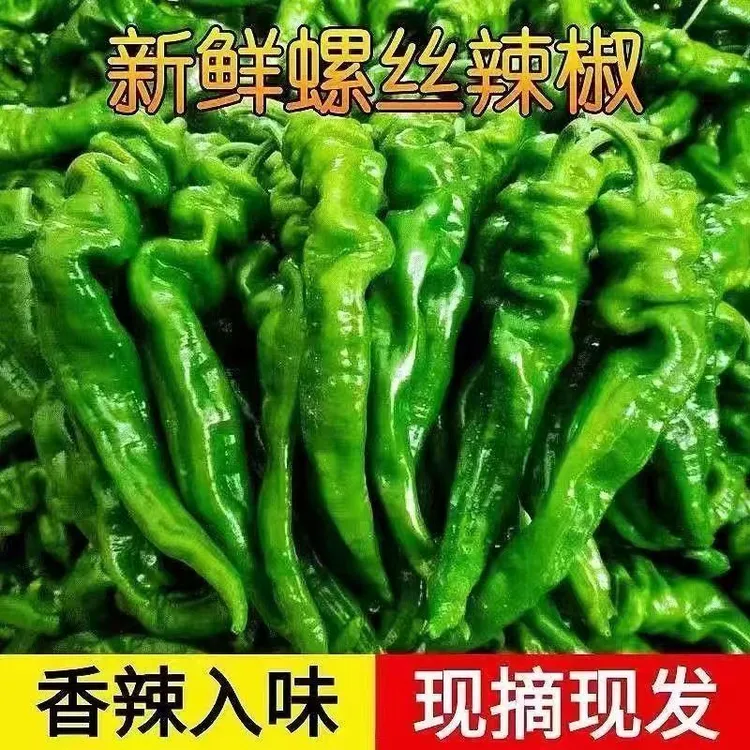 甘肃秋菜螺丝椒新鲜采摘农家种植原产地直发农家菜(秋菜容易红)