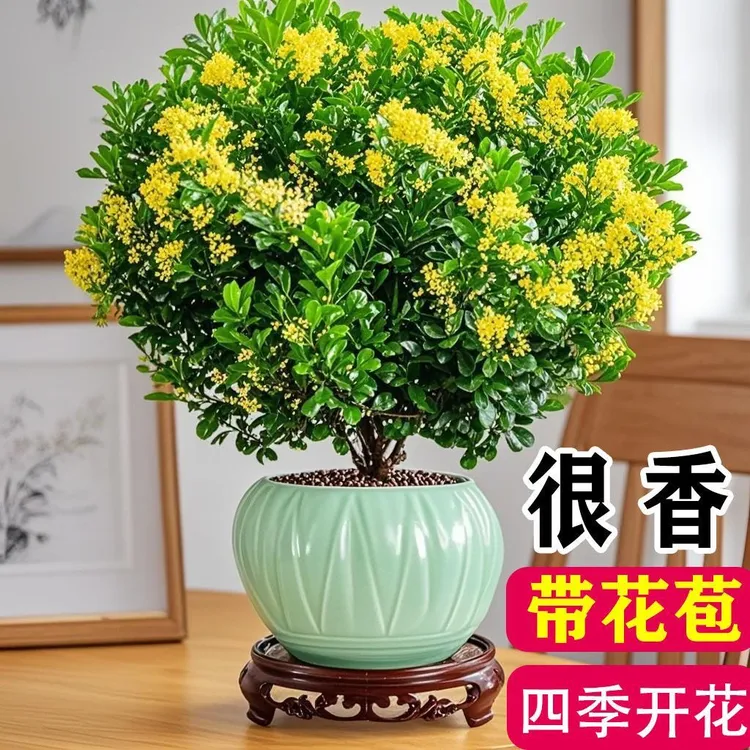 香水米兰花盆栽树苗花卉室内庭院植物花苞多多清香型阳台四季开花