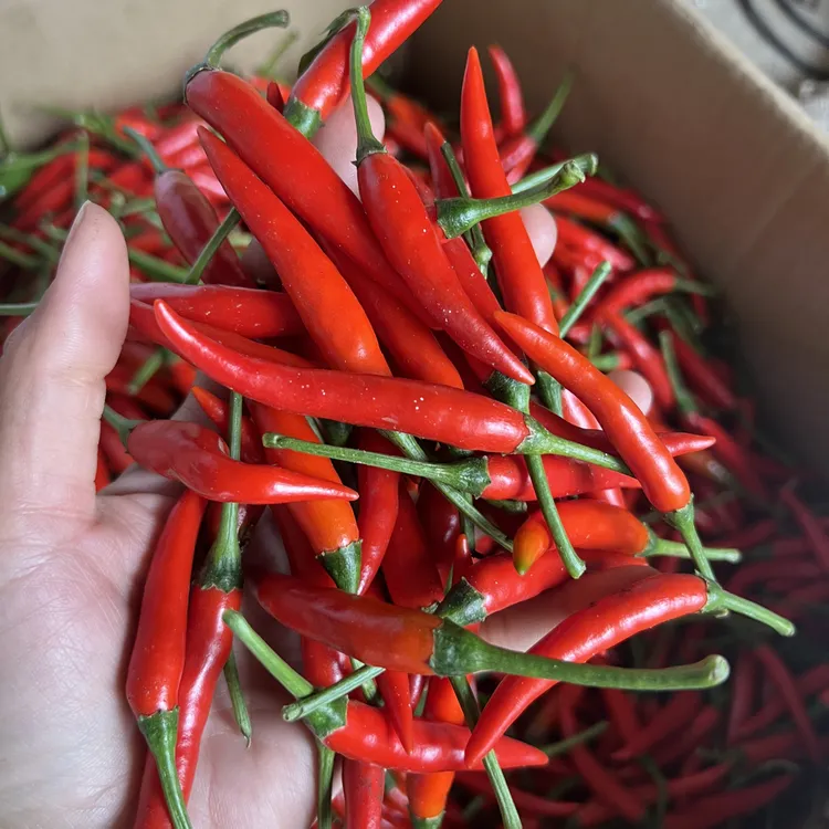 广西现摘新鲜薄皮辣椒多种辣味可选适合做虎皮辣椒2.5公斤