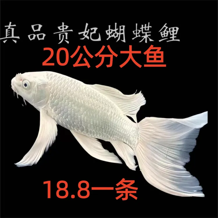 纯种普身台湾蝴蝶鲤观赏鱼大鳍大尾冷水好养耐活包活到家好养耐活