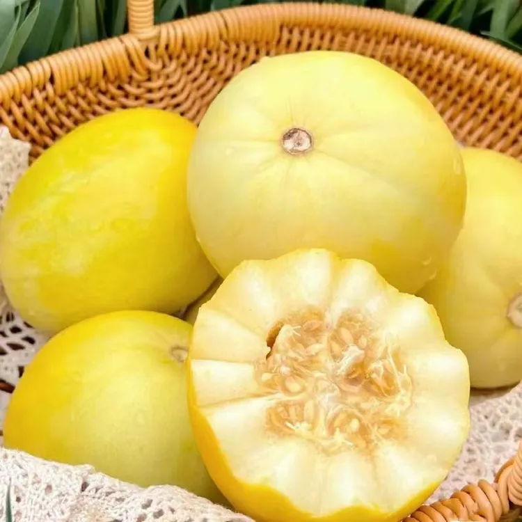 山东头茬小蜜蜂甜瓜星甜20小蜜罐应季水果脆甜爆汁现摘现发