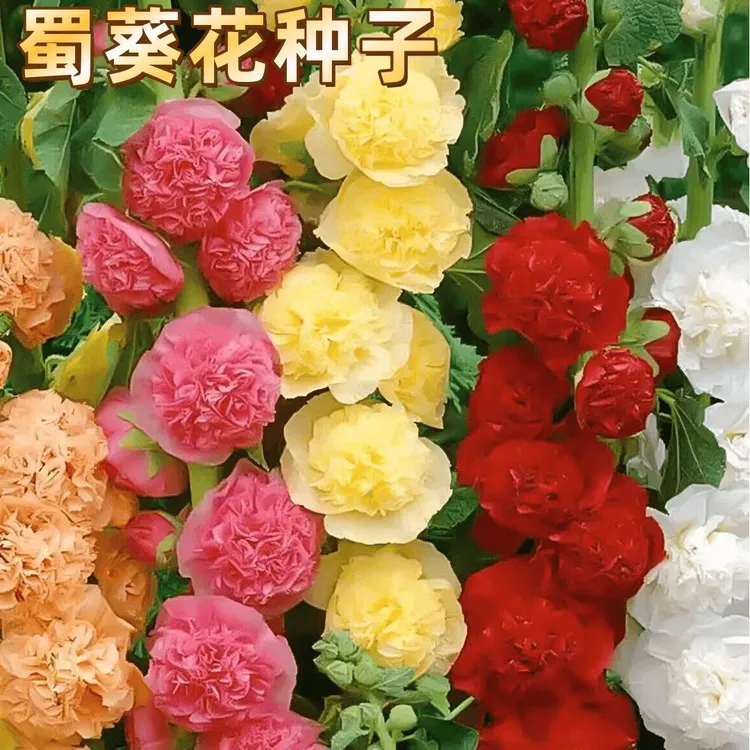 【重瓣混色蜀葵花种子】四季开花室内外花籽易活花卉商品图