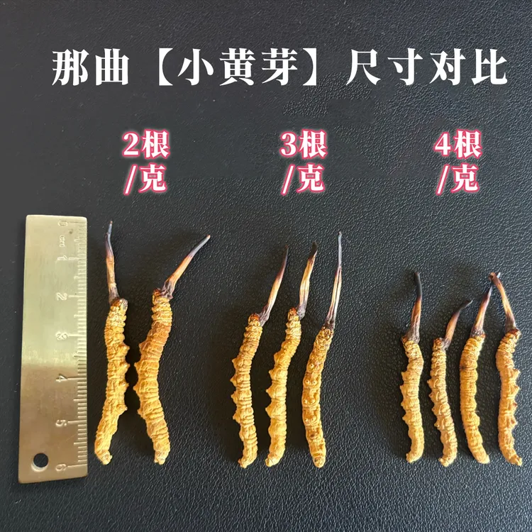 【1克装-品质见证】那曲小黄芽高海拔虫草 真金不怕火炼小规格体验