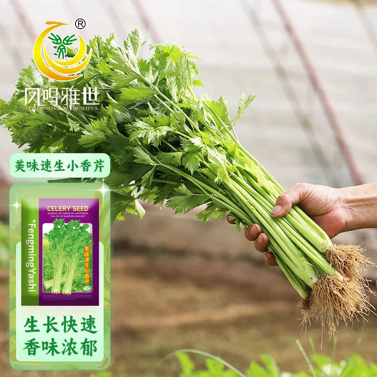 【四季可种】速生小香芹种子芹菜种子蔬菜种子美味速生小香芹种子