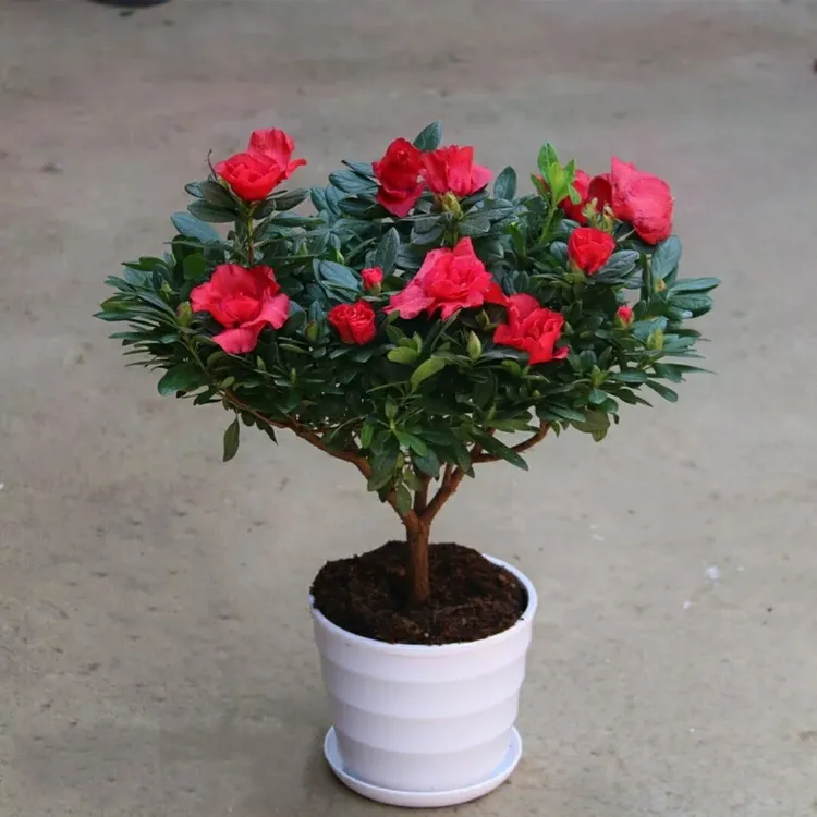 杜鹃花盆栽带花苞老桩大颗花卉植物室内花好养易活四季开花特大盆