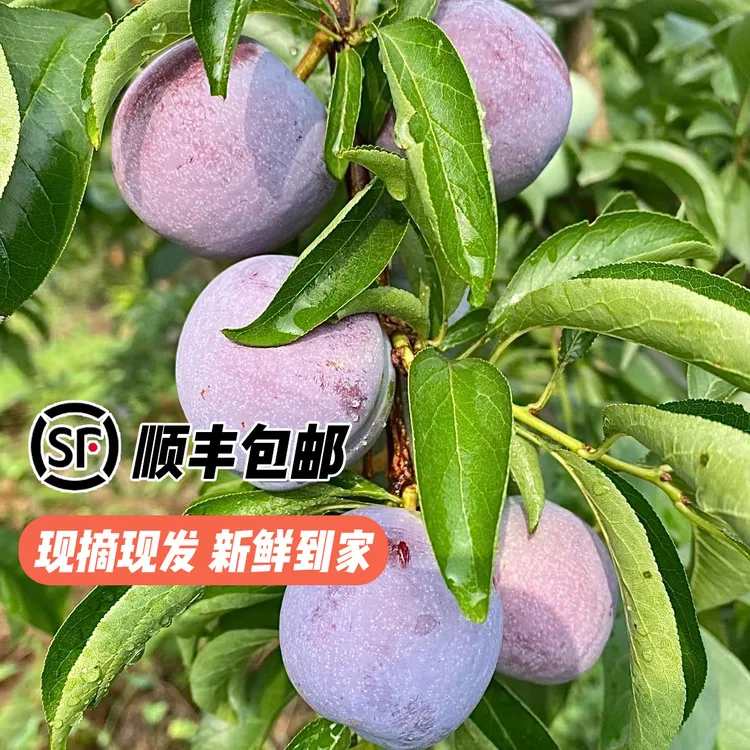 【顺丰包邮】五月脆李子（凤凰李）当季新鲜水果脆甜现摘现发产地直发