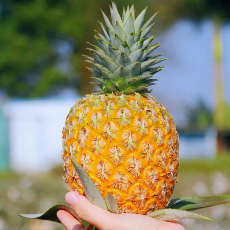 【芒果凤梨】自然成熟芒果凤梨台农23号新鲜水果应季现摘爆甜多汁