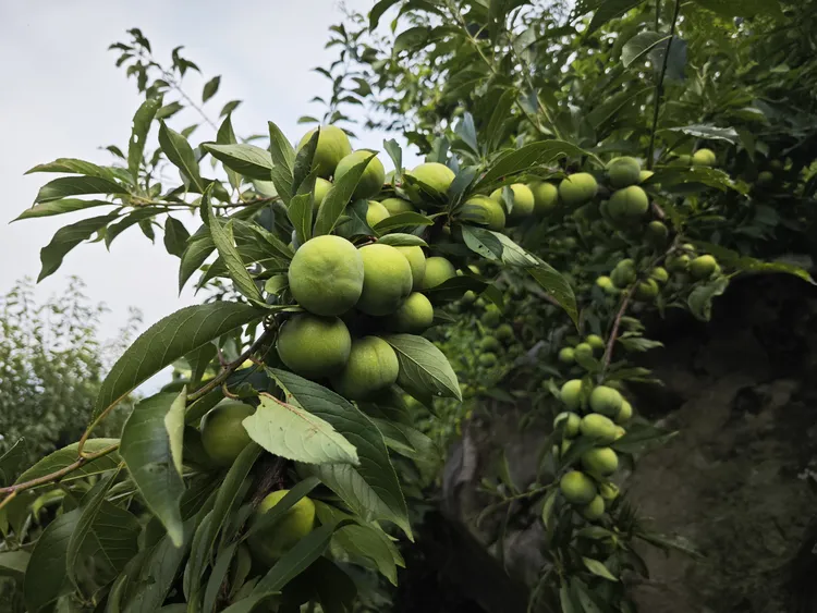 新鲜李子（农家自种）现挖现发 新鲜