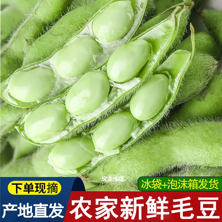 新鲜毛豆带壳的江西宜春特产农家自种当季时令蔬菜现摘鲜嫩青毛豆