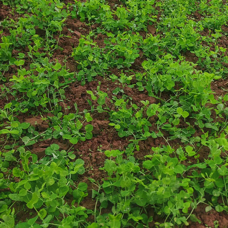 四川农家新鲜豌豆尖蔬菜