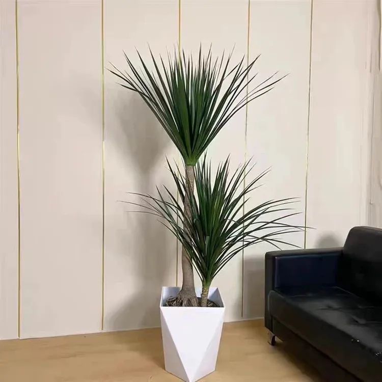 龙血树黑珍珠大型绿植耐热好养净化空气适合室内外摆放客厅大摆件