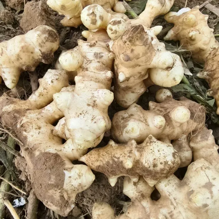 2025年洋姜新鲜洋姜鬼子姜菊芋姜不辣可腌菜泡菜