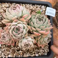 4986杂交多肉植物