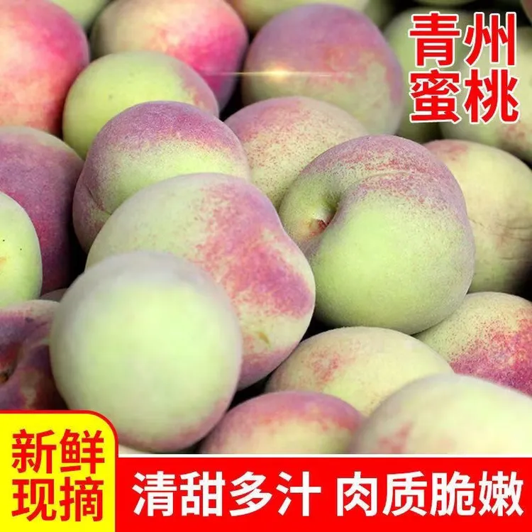 【鲜果】山东青州蜜桃新鲜脆桃蜜桃毛桃甜桃当季硬脆新鲜水果桃子