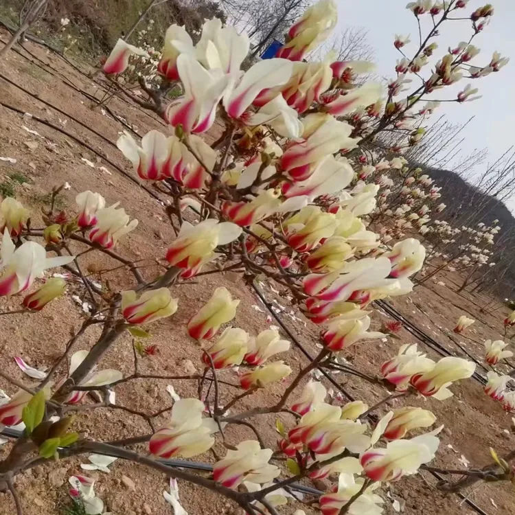 日出玉兰花嫁接盆栽地栽南方北方浓香白玉兰花耐寒耐热庭院植物