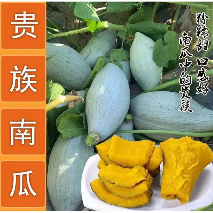 【冰糖南瓜】干甜干面家庭新鲜可食用室外浓香型南瓜种子品