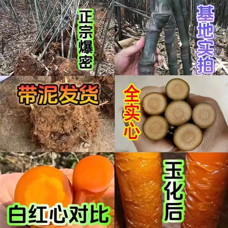 抚州正宗实心红芯爆密竹种植种苗适合荒山荒地庭院栽种