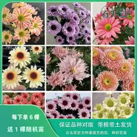 石头花匠宝莲灯粉肯尼迪粉三文鱼切花菊小雏菊花苗多年生宿根盆栽
