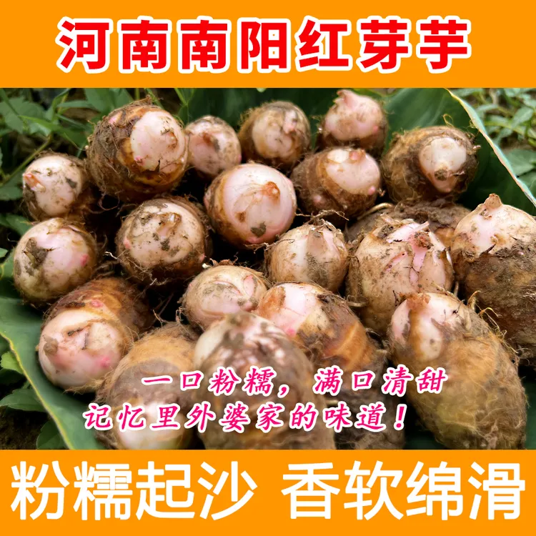 河南新鲜当季现挖正宗红芽芋头农家红嘴小香芋毛芋头