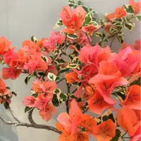 新品【花叶橙冰】三角梅四季勤花室外走廊四季开花好养绿植不带花