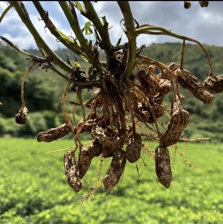 云南高原现挖新鲜带壳带泥黑花生可生吃水煮农家自种