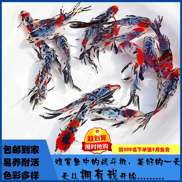 观赏鱼五花兰花草金红色招财风水锦鲤耐活好养懒人长尾金鱼批发