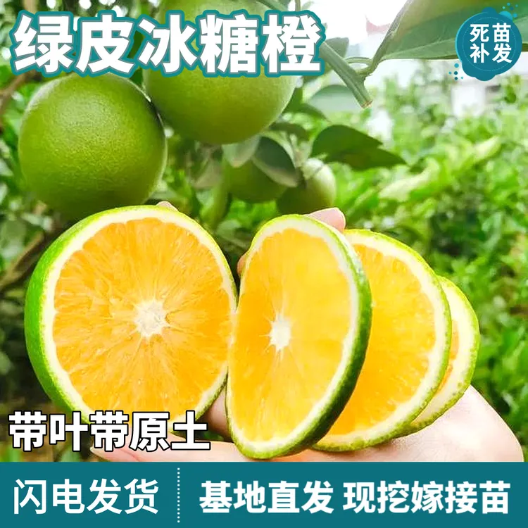 绿皮冰糖橙树苗南北方庭院盆栽地栽种植嫁接青皮甜橙子苗当年结果