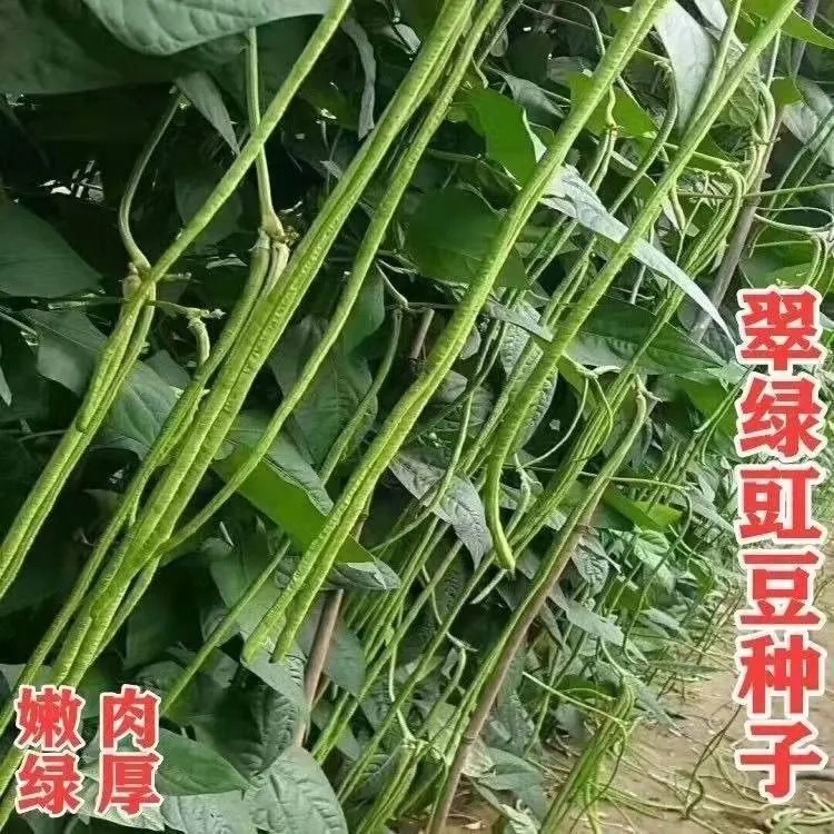 特长绿先锋豆角种子绿条长缸豆翠绿长豆角大棚庭院农家大田豆角种