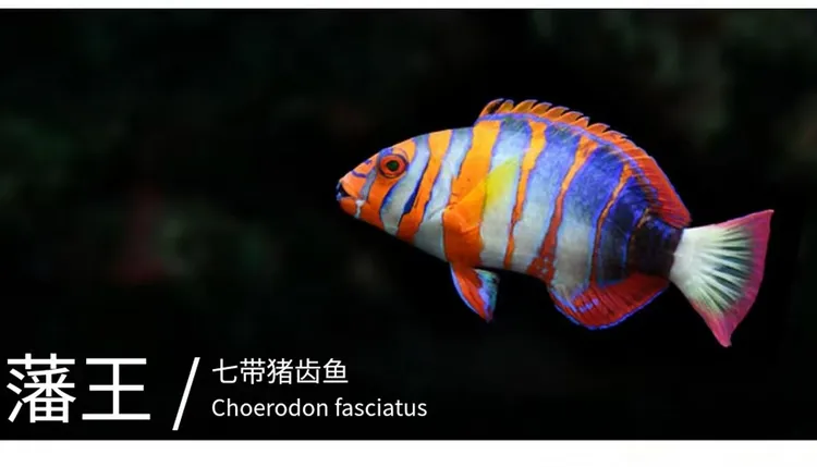 藩王海水鱼 进口野生鱼观赏鱼 定水检疫 开口颗粒
