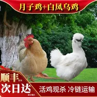 【喜宝家】放养3只2年黄油老母鸡+1只乌鸡到手4只总净重10斤