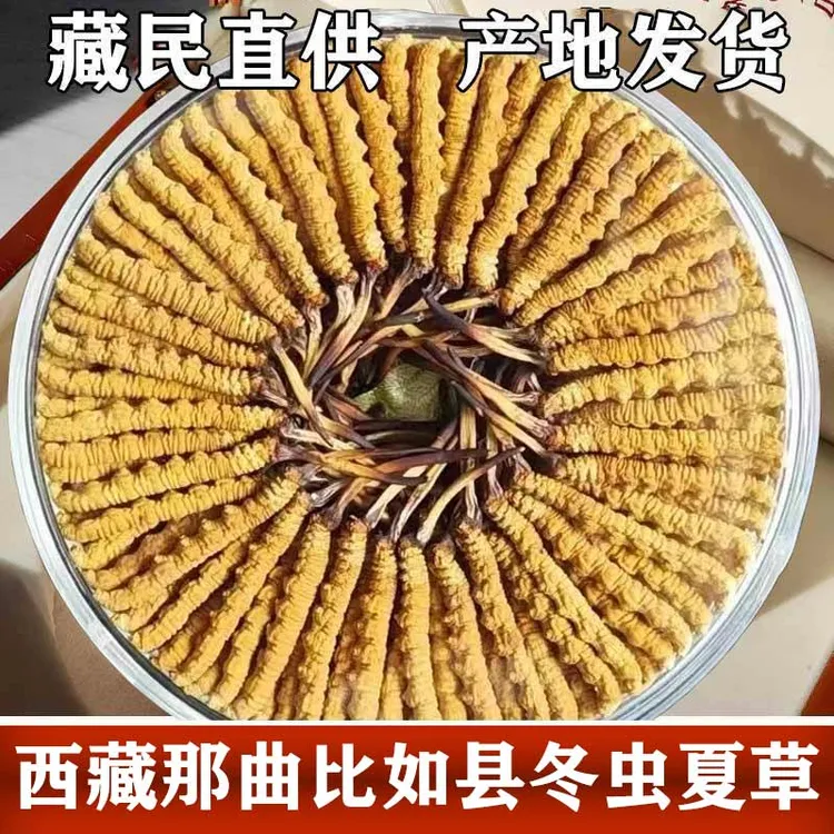 【短把小黄芽】西藏那曲高海拔冬虫夏草头期新货精选自吃送礼佳品