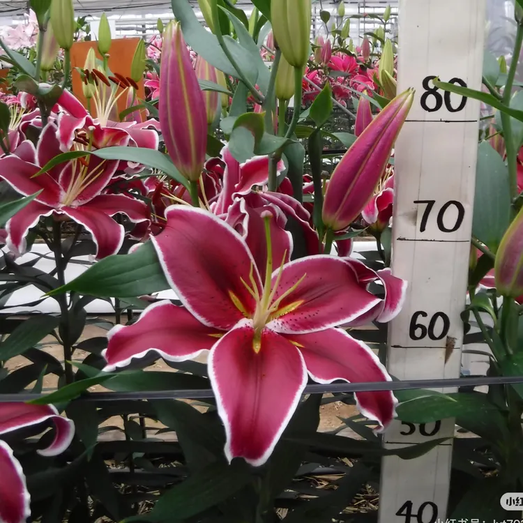 Vangelis香水百合12/14规格进口百合3个种球发货كۈچلۇك پۇراقلىق