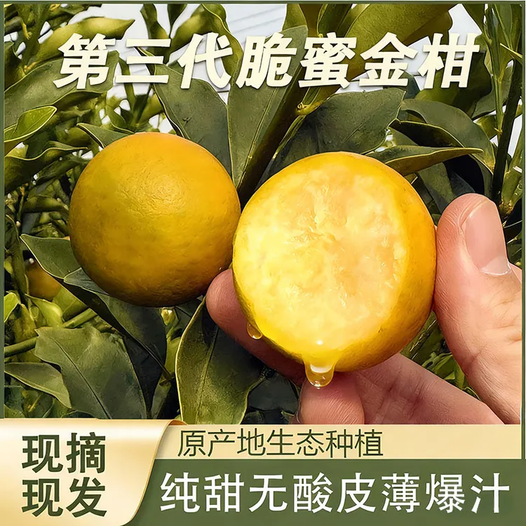 第三代正宗融安脆蜜金柑广西纯甜无酸独立包装礼盒金桔现摘现发