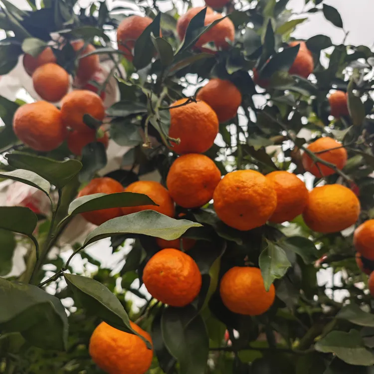 明日见柑橘中的爱马仕