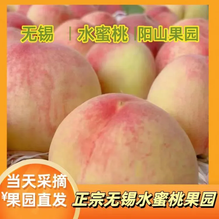 正宗无锡水蜜桃 阳山镇果园直发 当天采摘当天发货