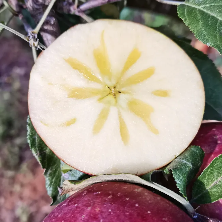 大凉山盐源冰糖心 丑苹果净重4.5/8.5斤包邮脆甜型新鲜应季水果