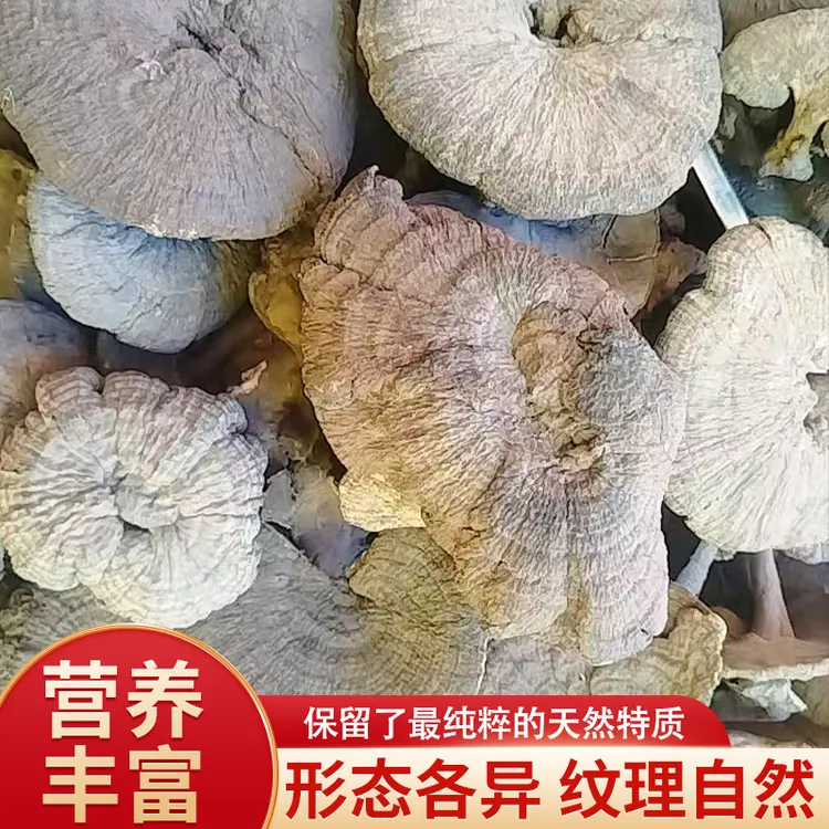 野生云南深山香雪灵芝皱盖假芝血灵芝