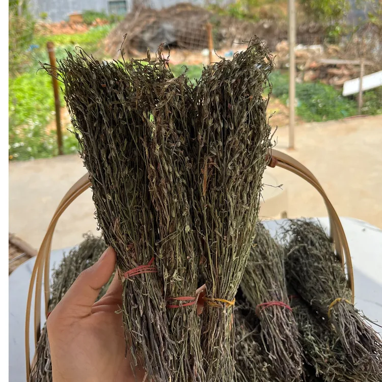 深山  独脚琻 （黄花草）  小儿煲汤料