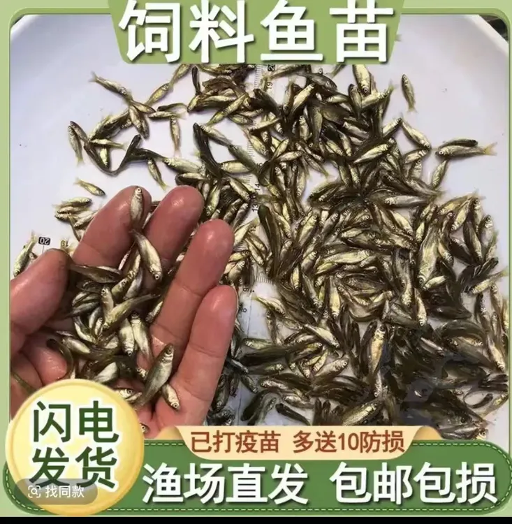 麦穗鱼小鱼苗喂龙鱼乌龟鳜鱼等观赏鱼的鲜活开口饲料鱼