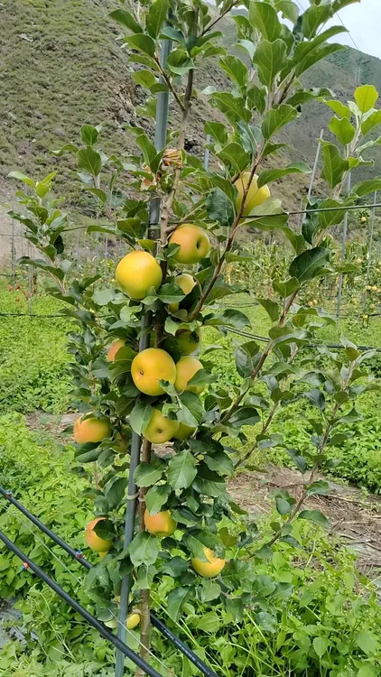 阿坝茂县瑞雪苹果